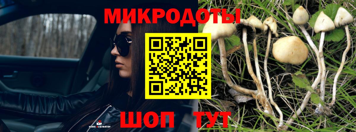 Галлюциногенные грибы Psilocybe Шадринск